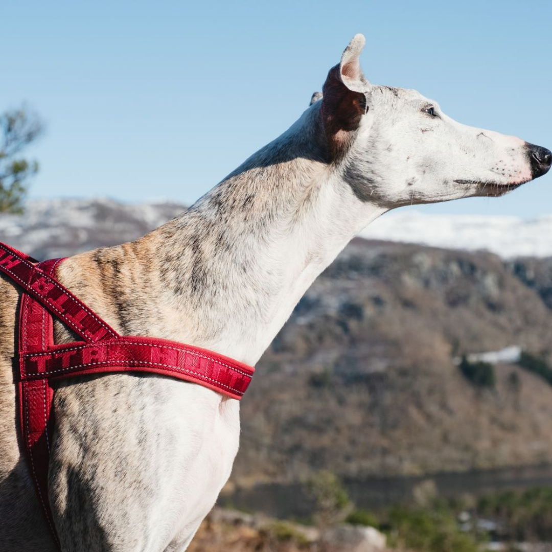 Casual Harness