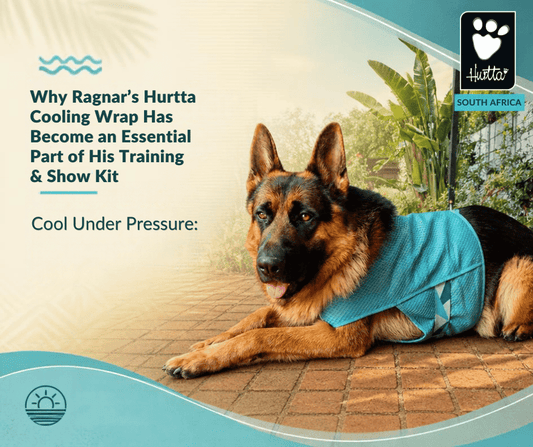 Cool Under Pressure: Why Ragnar’s Hurtta Cooling Wrap Has Become an Essential Part of His Training & Show Kit