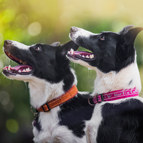 Collars