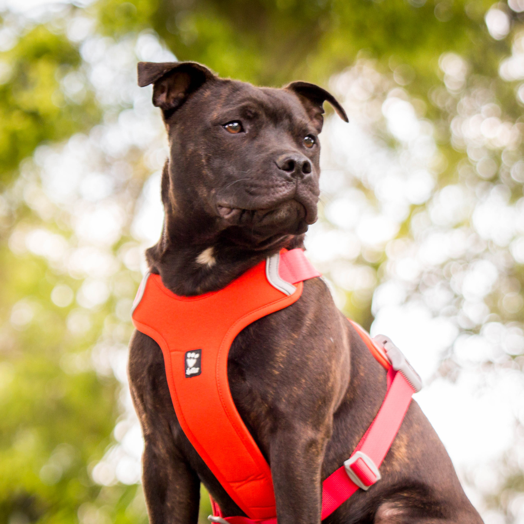 Harnesses