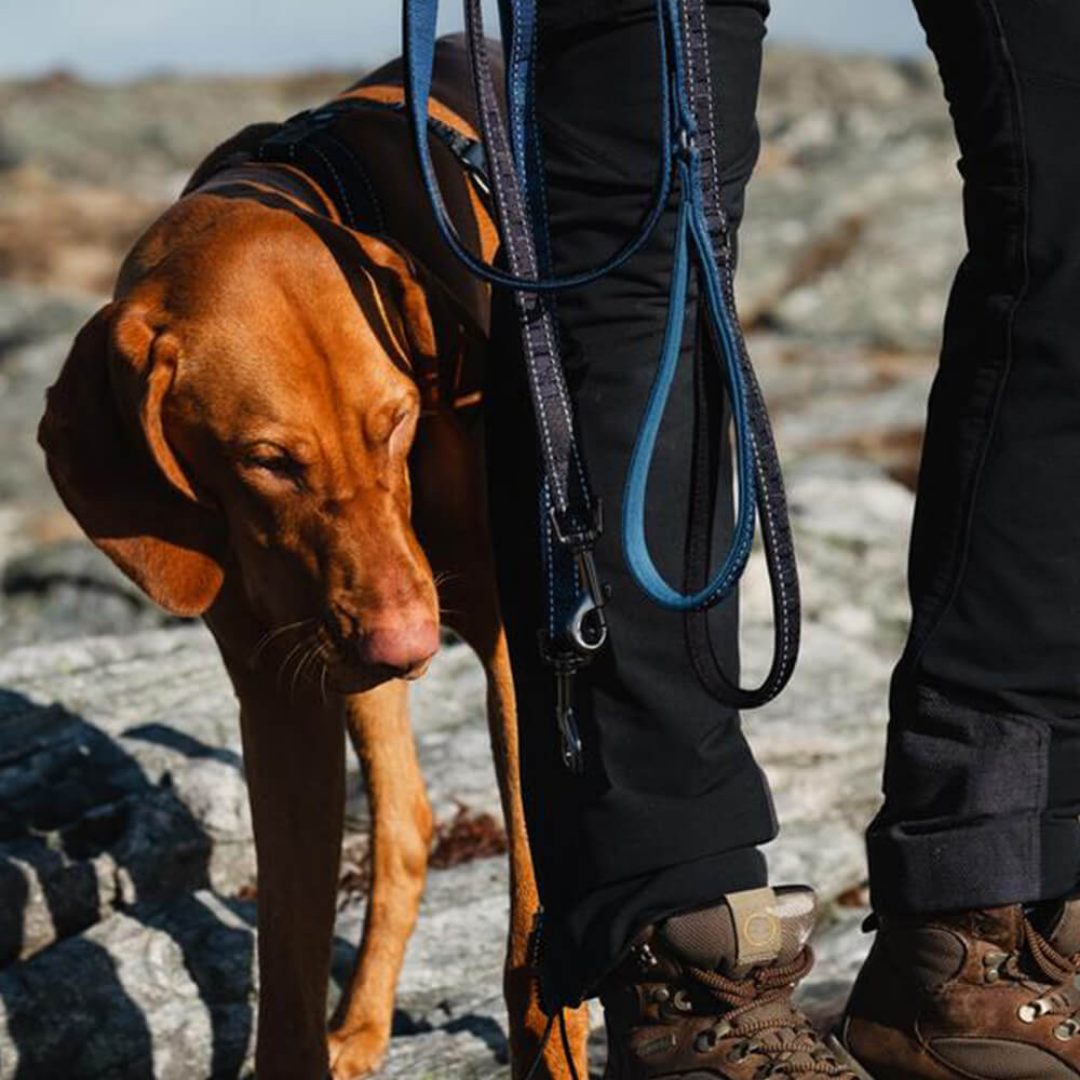 Casual Reflective Leash