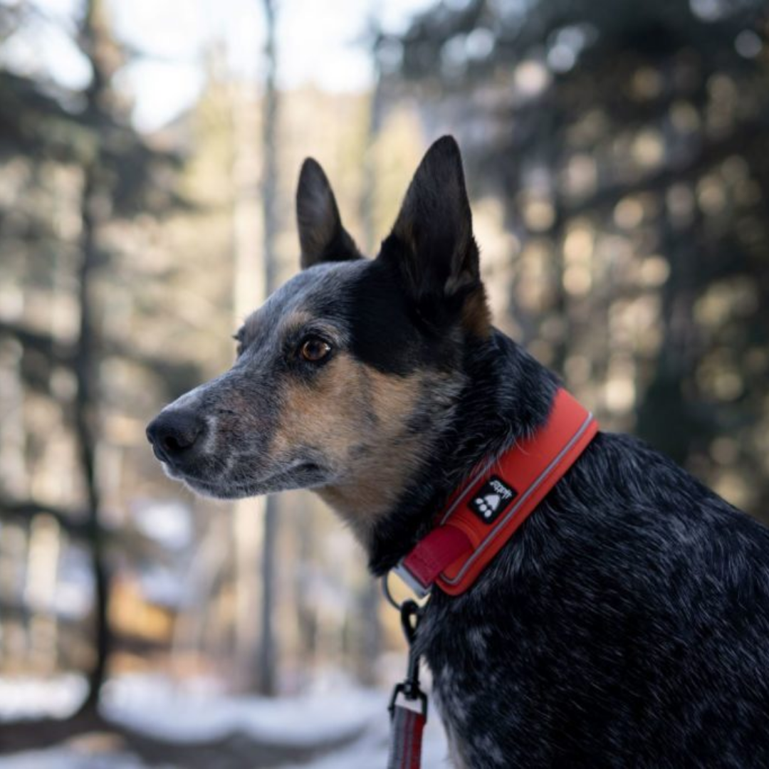 Weekend Warrior ECO Collar