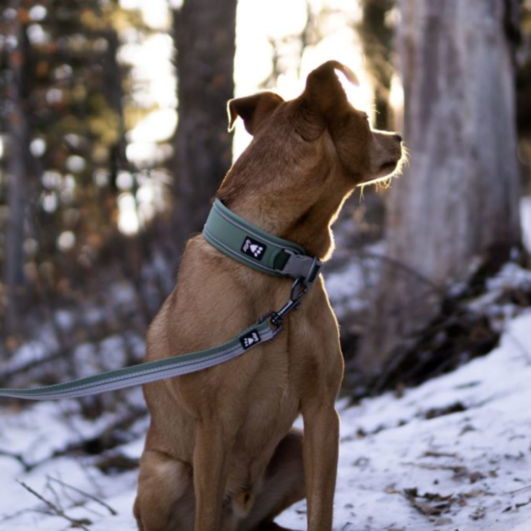 Weekend Warrior ECO Collar